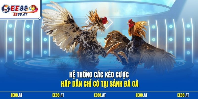 Hệ thống các kèo cược hấp dẫn chỉ có tại sảnh đá gà
